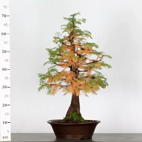 image supplémentaire - MÉTASÉQUOIA 2-4