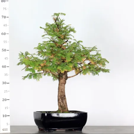 image supplémentaire - MÉTASÉQUOIA 3-1