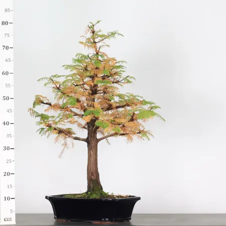 image supplémentaire - MÉTASÉQUOIA 3-2