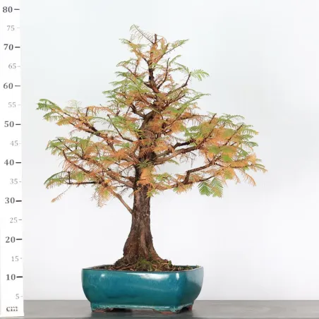 image supplémentaire - METASEQUOIA ME-3-3