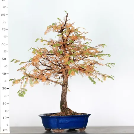 image supplémentaire - METASEQUOIA ME-3-4