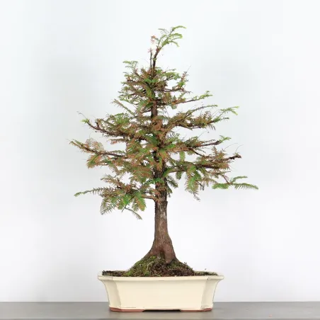 MÉTASÉQUOIA ME-3-5