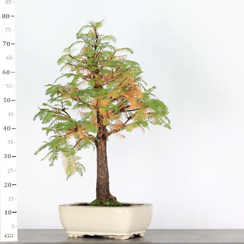 image supplémentaire - MÉTASÉQUOIA ME-3-6