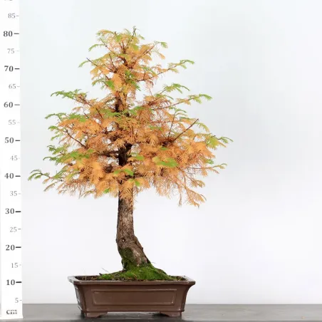 image supplémentaire - MÉTASÉQUOIA ME-3-7