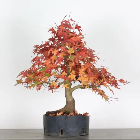 JAPANESE MAPLE "ACER DESHOJO" 1-5