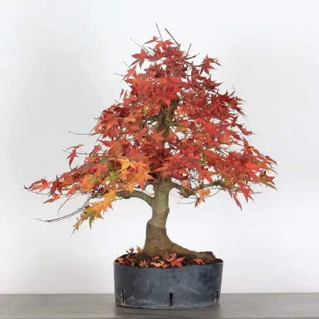 image supplémentaire - ÉRABLE DU JAPON "ACER...