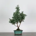 Sawara cypress bonsai 3-2