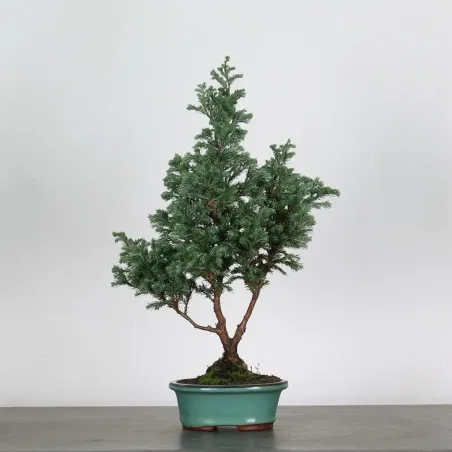 Sawara cypress bonsai 3-2