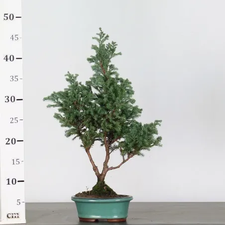image supplémentaire - Faux cyprès du sawara 3-2