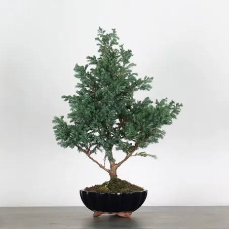 Sawara cypress bonsai 3-6