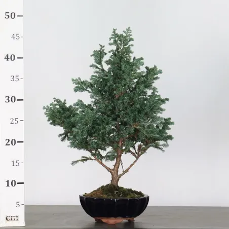 image supplémentaire - Sawara cypress bonsai 3-6