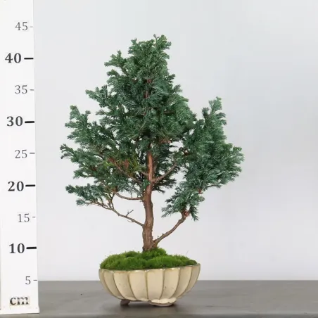 image supplémentaire - Sawara cypress bonsai 3-11