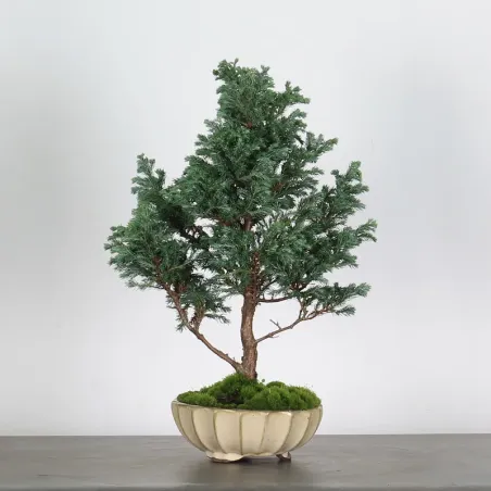 Faux cyprès du sawara 3-11