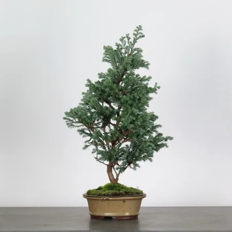 SAWARA CYPRESS BONSAI 3-12