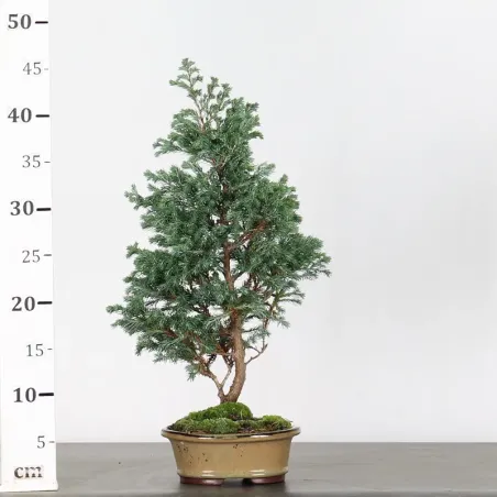 image supplémentaire - SAWARA CYPRESS BONSAI 3-12
