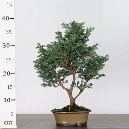 image supplémentaire - SAWARA CYPRESS BONSAI 3-15