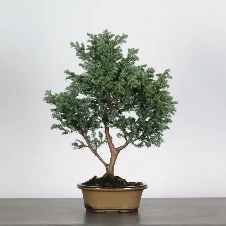 SAWARA CYPRESS BONSAI 3-15