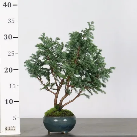 image supplémentaire - Sawara cypress bonsai 3-18