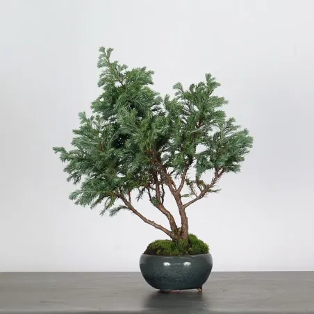 Sawara cypress bonsai 3-18