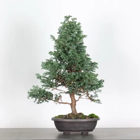 Sawara cypress bonsai 3-19