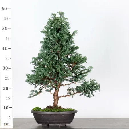 image supplémentaire - Sawara cypress bonsai 3-19