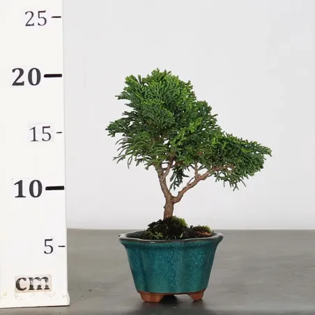 image supplémentaire - JAPANESE FALSE CYPRESS 1-2