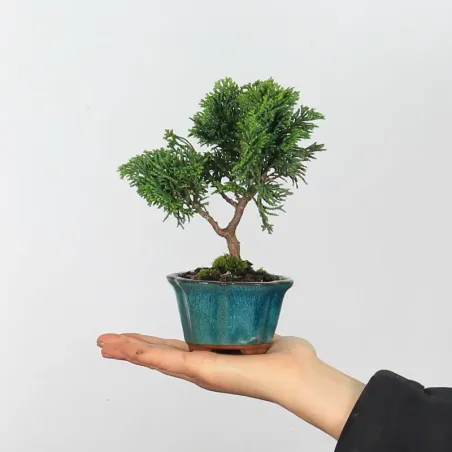 Bonsai Chamaecyparis Nana Gracilis