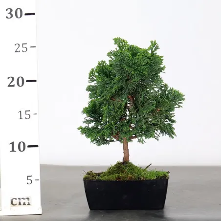 image supplémentaire - JAPANESE FALSE CYPRESS 1-3