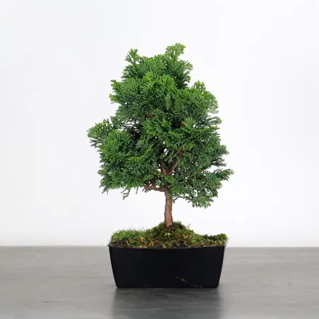 Bonsai Chamaecyparis Nana Gracilis