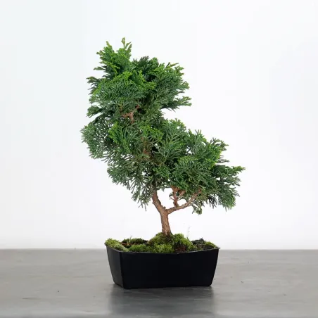 Bonsai Chamaecyparis Nana Gracilis