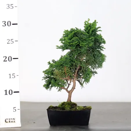 image supplémentaire - JAPANESE FALSE CYPRESS 1-4