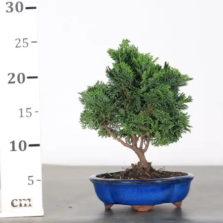 image supplémentaire - JAPANESE FALSE CYPRESS 1-8