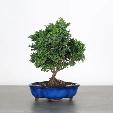 Bonsai Chamaecyparis Nana Gracilis