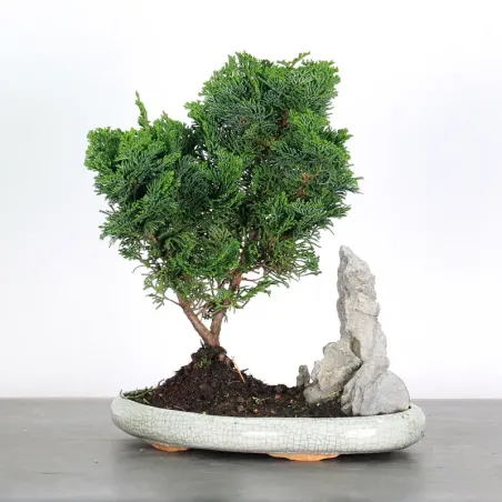 JAPANESE FALSE CYPRESS WITH ROCK 1-10