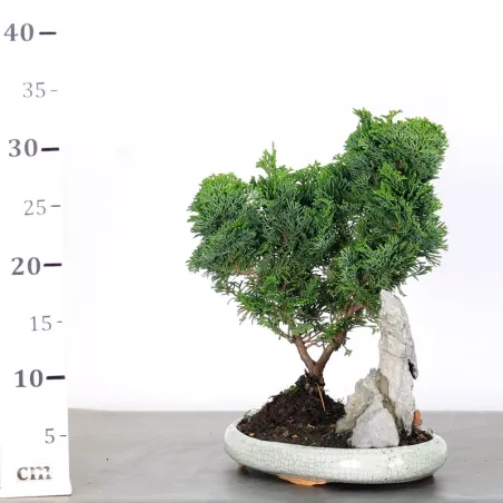 image supplémentaire - JAPANESE FALSE CYPRESS WITH...