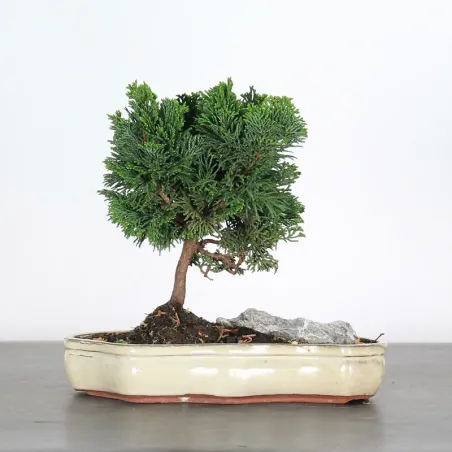 JAPANESE FALSE CYPRESS WITH ROCK 1-12