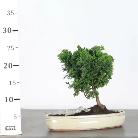 image supplémentaire - JAPANESE FALSE CYPRESS WITH...