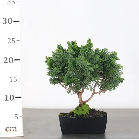 image supplémentaire - JAPANESE FALSE CYPRESS 1-14