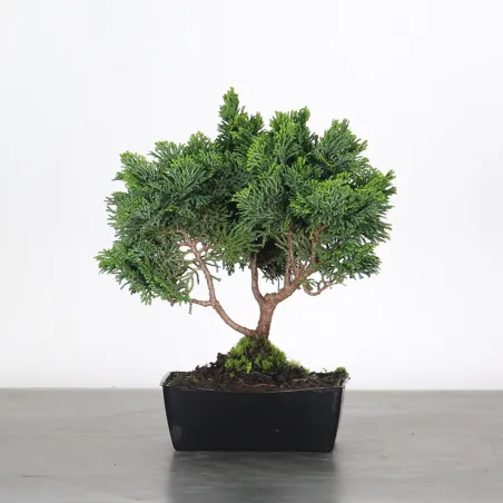 JAPANESE FALSE CYPRESS 1-14