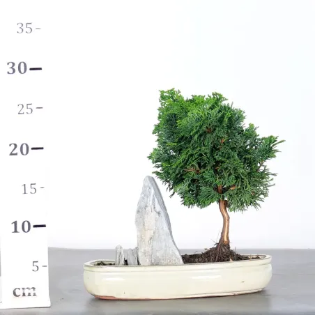 image supplémentaire - JAPANESE FALSE CYPRESS WITH...