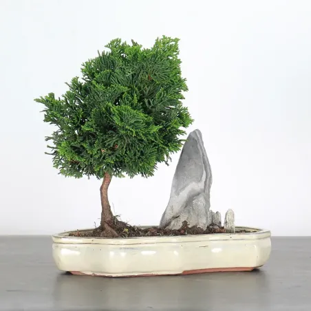 JAPANESE FALSE CYPRESS WITH ROCK 1-15