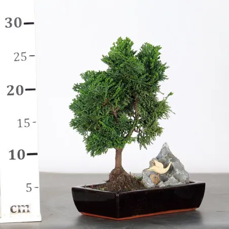 image supplémentaire - FAUX CYPRÈS DU JAPON AVEC...