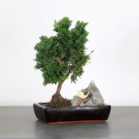 JAPANESE FALSE CYPRESS WITH ROCK 2-7