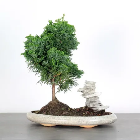 JAPANESE FALSE CYPRESS WITH ROCK 2-9