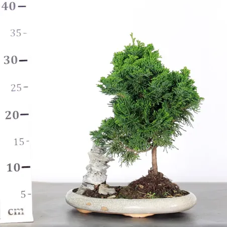 image supplémentaire - JAPANESE FALSE CYPRESS WITH...