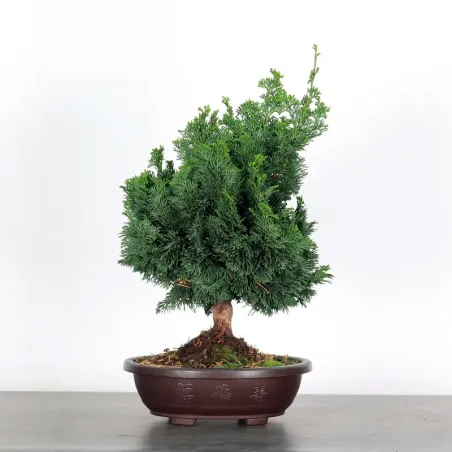 PREBONSAI FAUX CYPRES DU JAPON 2-11