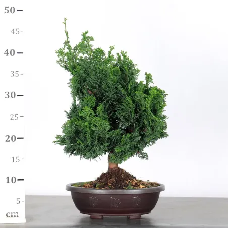 image supplémentaire - PREBONSAI JAPANESE FALSE...