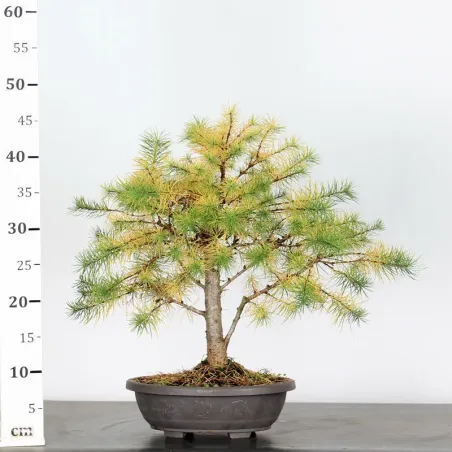 image supplémentaire - Larch "Larix decidua" 1-2