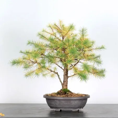 Mélèze "Larix decidua" 1-2