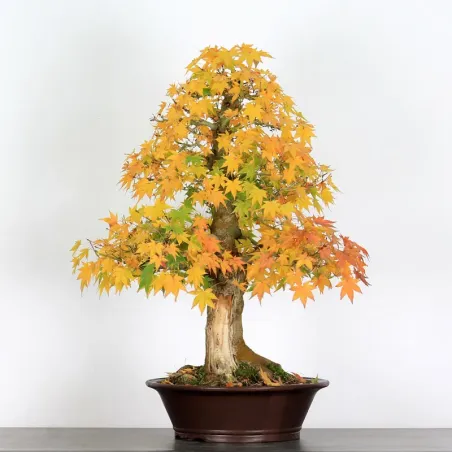 Bonsai Acer Palmatum AP-4-1